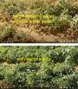 Tomato fields in comparison, 50% less irrigation with Water-Saver